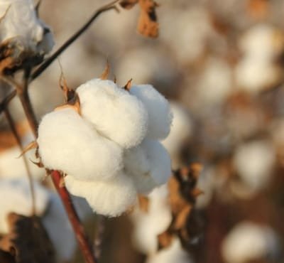 Close-up of cotton bolls on a cotton plant.