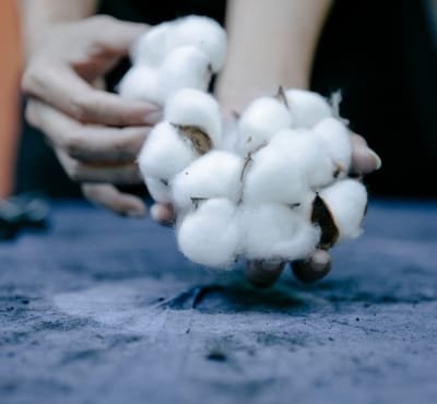 A person holding clusters of soft cotton bolls in their hands against a dark surface. 