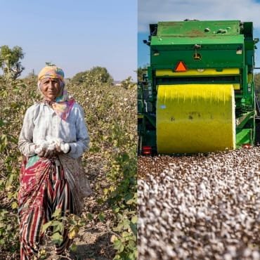 A split image showing a traditional farmer picking cotton on the left, and a mechanical cotton picker in a field on the right.