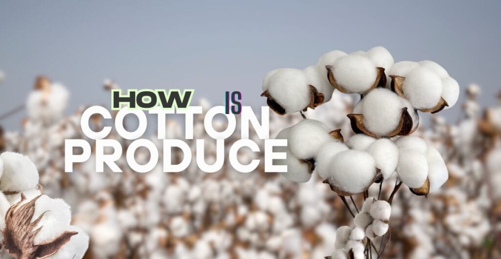A close-up of cotton plants with the text "How is cotton produced?" overlaid on the image.