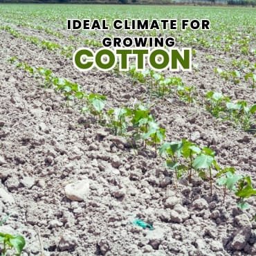 A cotton field with young cotton plants emerging from the soil, labeled "Ideal Climate for Growing Cotton."