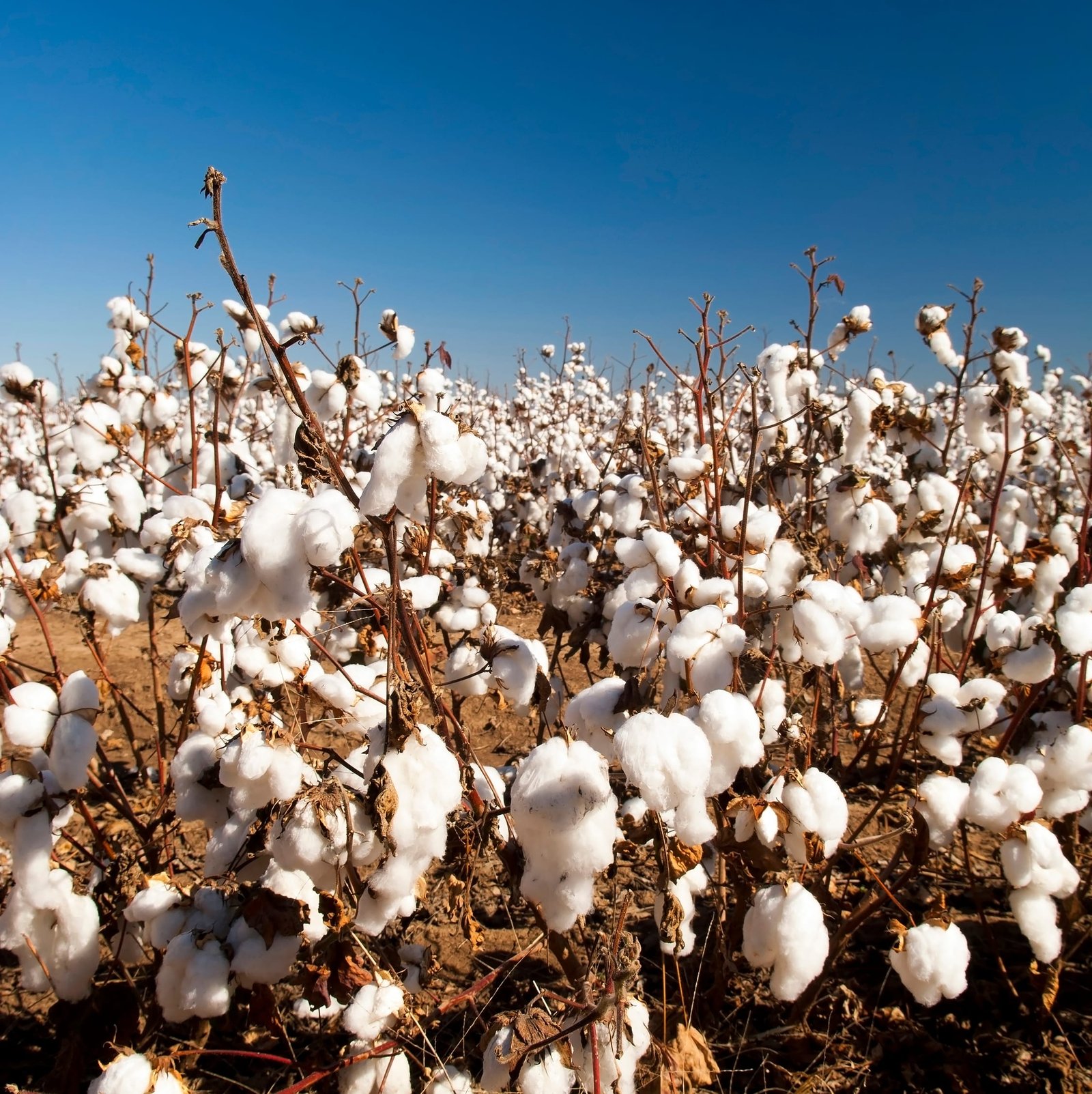 Cotton plants in a field with white cotton bolls under a clear blue sky.