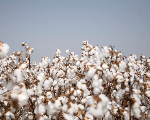 A cotton field with fluffy white cotton bolls covering the plants under a clear sky.