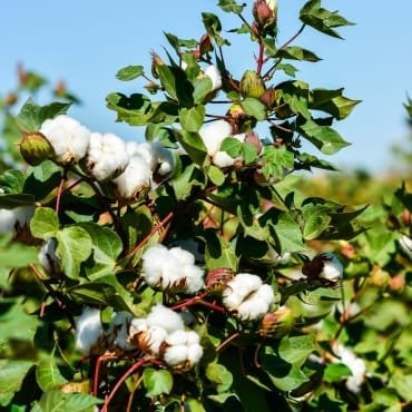 Clusters of cotton bolls with fluffy white fibers and green leaves on the cotton plant, set against a clear blue sky.