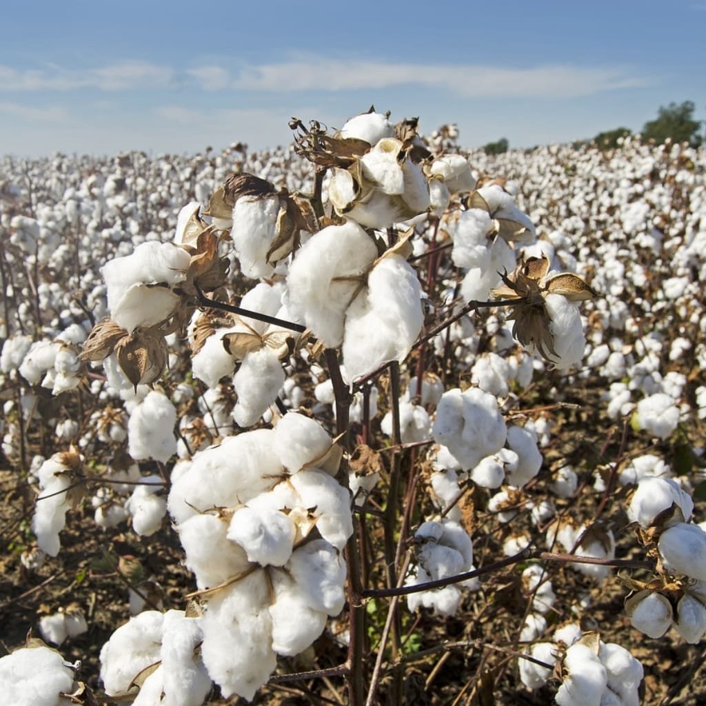 A cotton field with numerous cotton plants bearing white cotton buffs under a blue sky.