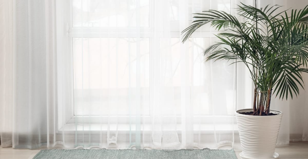 A large potted palm plant next to a window with sheer white curtains, allowing natural light to fill the room. The floor is lightly visible with a small greenish rug nearby.