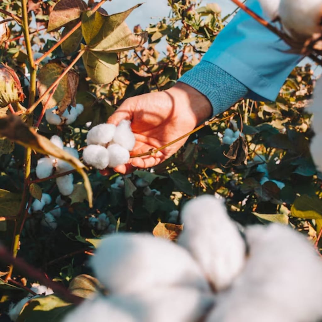 Person’s hand picking cotton in a cotton field during daytime, surrounded by cotton plants.