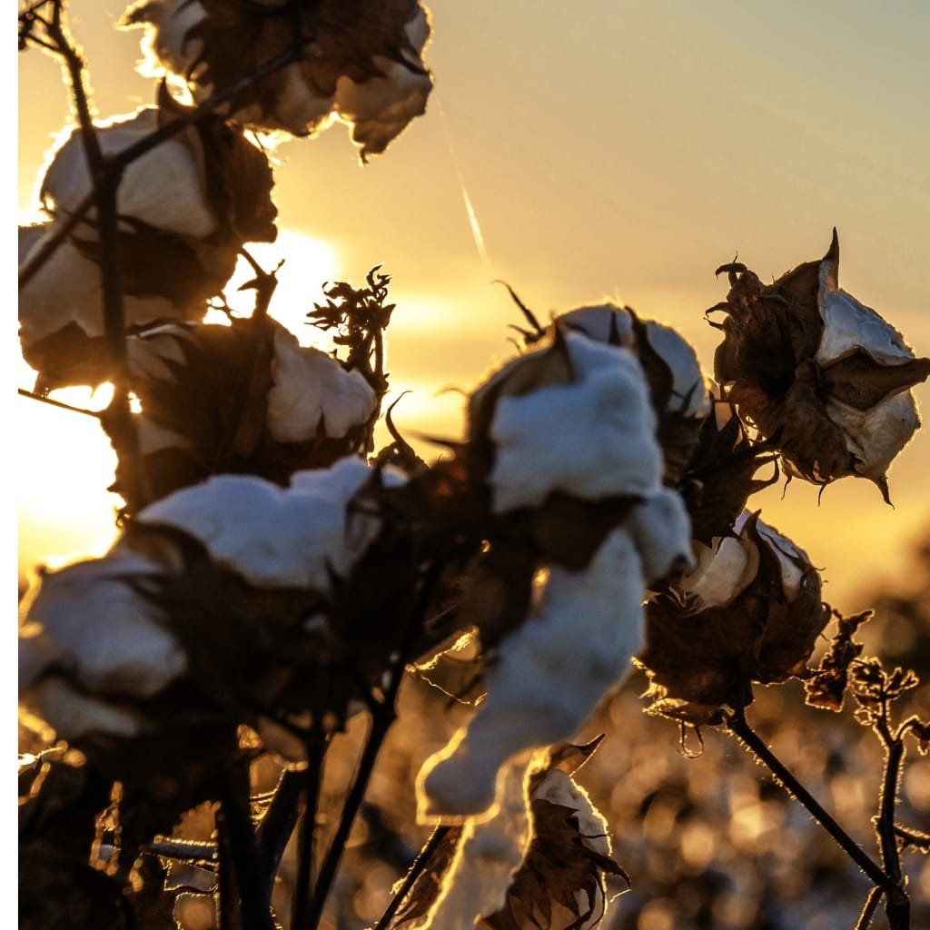Close-up of wilted, dried cotton flowers with brown and white cotton bolls, backlit by a golden sunset.