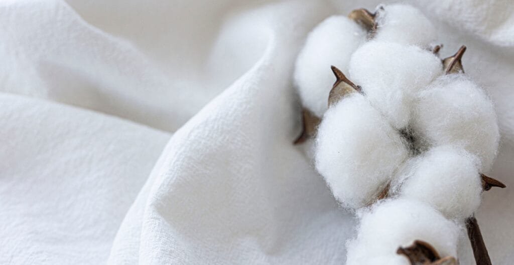 Close-up of a cluster of cotton bolls on a piece of white fabric, showcasing their soft, fluffy white fibers and brown stems.