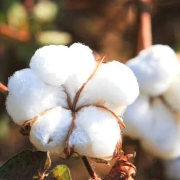 Close-up image of fluffy white cotton boll on a cotton plant.