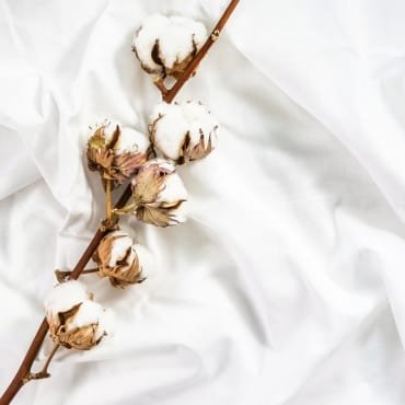 A cotton plant with fluffy white cotton bolls on a rustic brown branch, set against a soft, white fabric background.