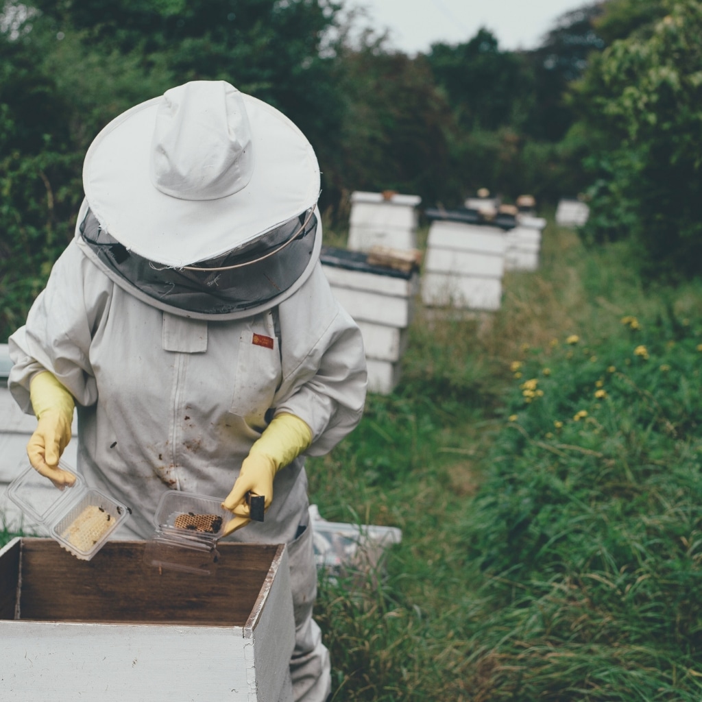 A beekeeper in a white protective suit, gloves, and a veil searches a beehive with several white hive boxes in a grassy field.