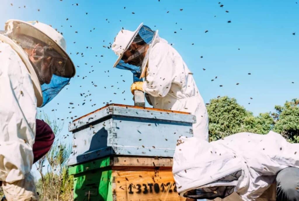 Two beekeepers in protective white suits and veiled helmets work at a beehive outdoors. Bees swarm around as one person hammers or inspects the hive box; several colorful stacked wooden hive boxes (blue, green, and natural wood) sit on the ground against a backdrop of blue sky and greenery.