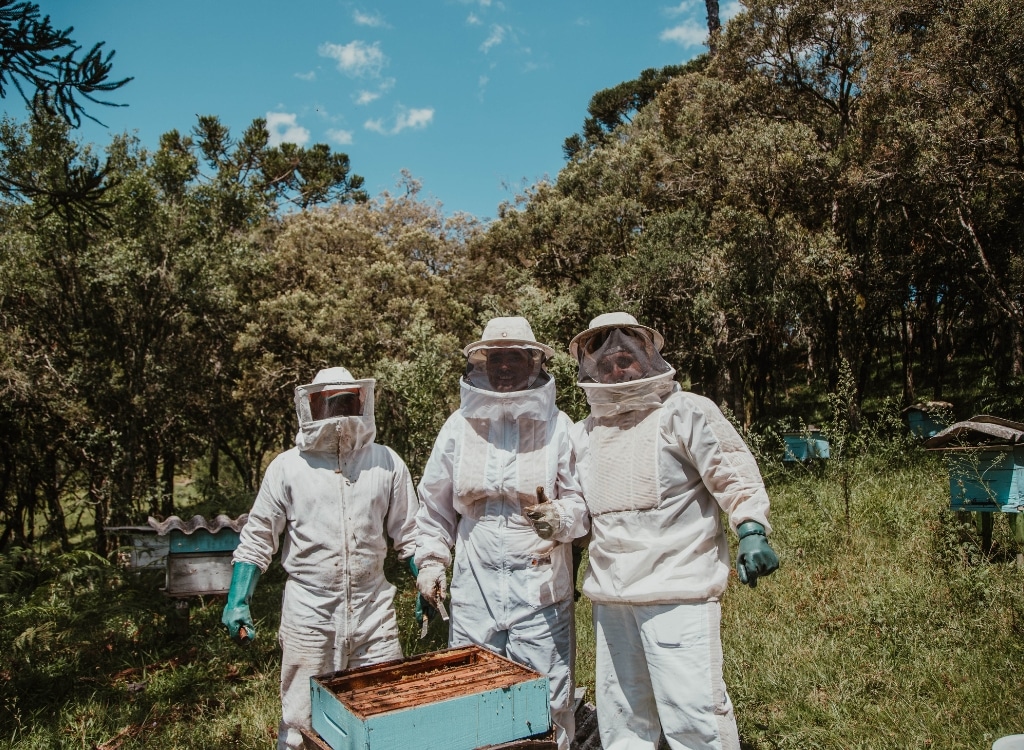 Three beekeepers wearing white honey bee suits with veiled hoods and gloves, standing outdoors next to a hive with trees in the background