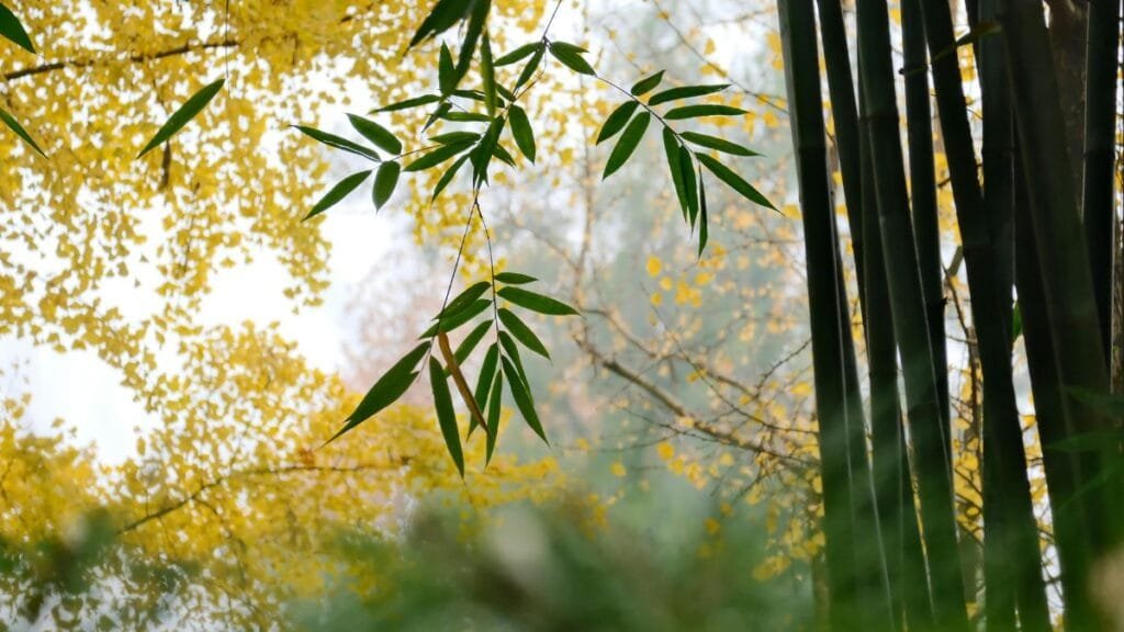 Green bamboo leaves and tall bamboo stalks with yellow autumn trees in a natural forest setting.